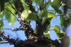 Brachygastra mellifica
