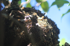 Brachygastra mellifica