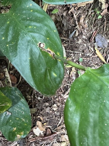 Foto de Maranta