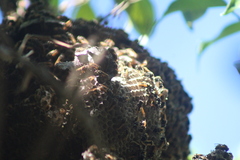 Brachygastra mellifica
