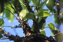 Brachygastra mellifica