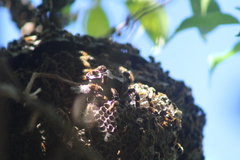 Brachygastra mellifica