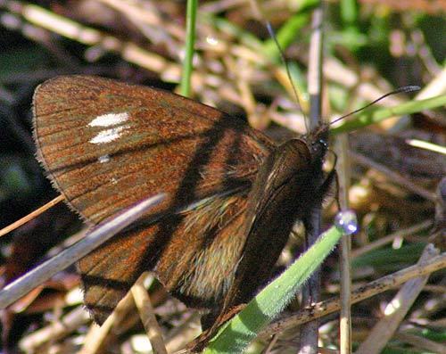 Altopedaliodes