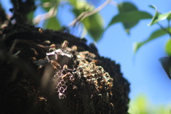 Brachygastra mellifica