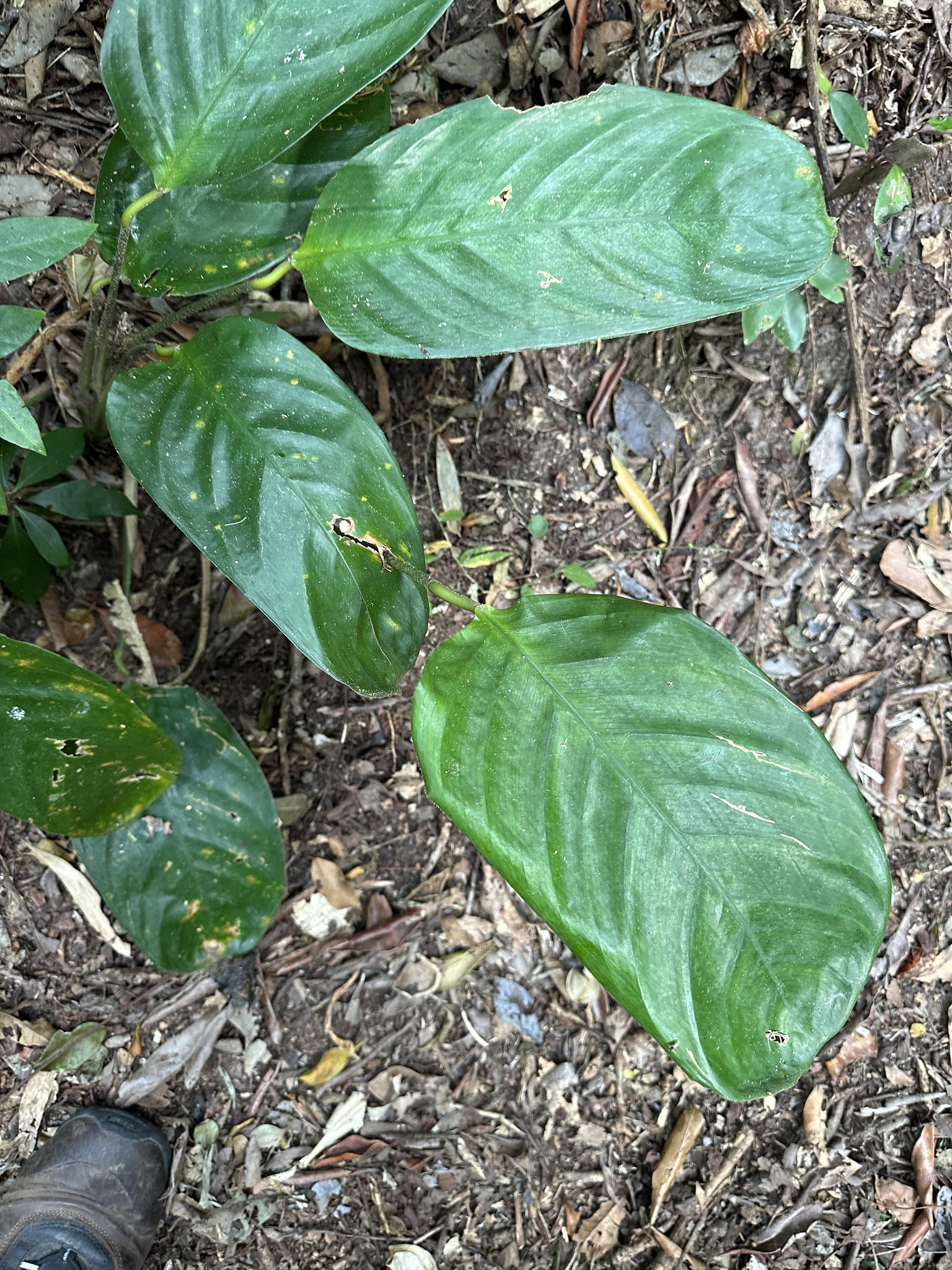 Imagem de Maranta