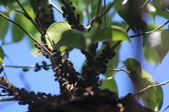 Brachygastra mellifica