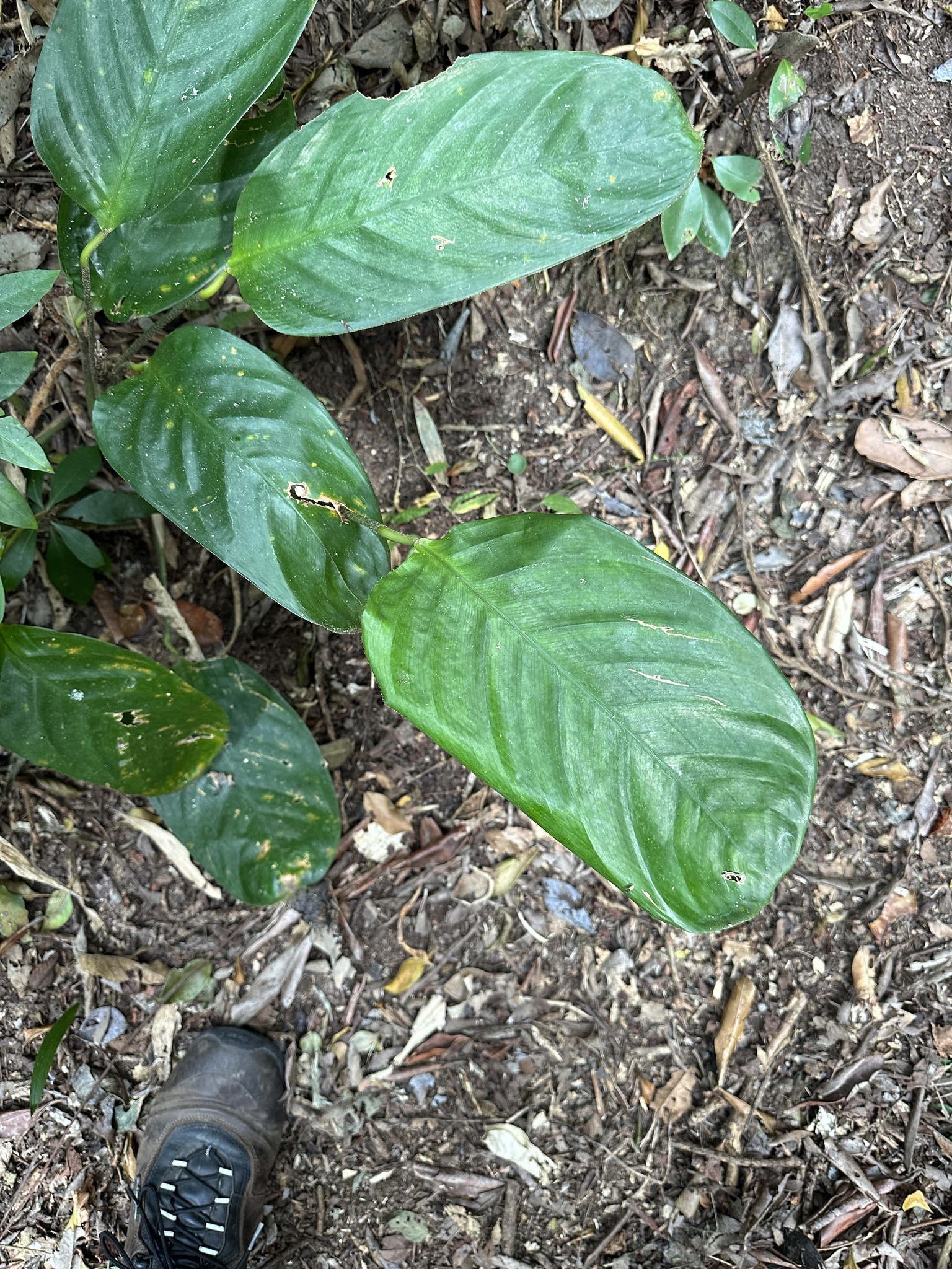 Imagem de Maranta