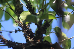 Brachygastra mellifica