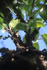 Brachygastra mellifica