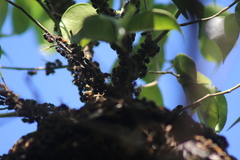 Brachygastra mellifica