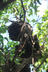 Brachygastra mellifica