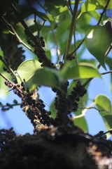 Brachygastra mellifica