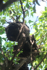 Brachygastra mellifica