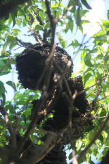 Brachygastra mellifica