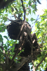 Brachygastra mellifica