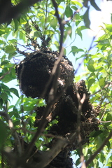 Brachygastra mellifica