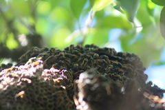 Brachygastra mellifica