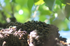 Brachygastra mellifica