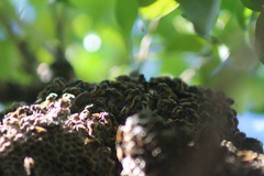 Brachygastra mellifica