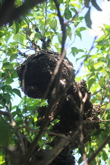 Brachygastra mellifica