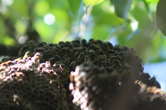 Brachygastra mellifica