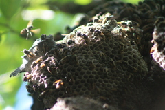 Brachygastra mellifica