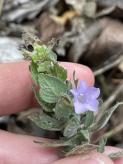 Ruellia blechum image