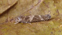 Mompha subbistrigella