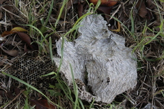 Brachygastra mellifica