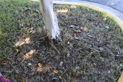 Brachygastra mellifica