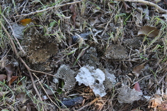 Brachygastra mellifica