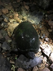 Kinosternon chimalhuaca