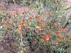 Jacquemontia pringlei