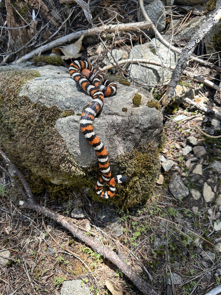 California Mountain Kingsnake In May 2023 By Nathan McCanne INaturalist   Large 