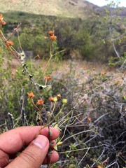 Jacquemontia pringlei