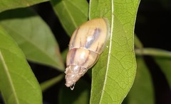 Drymaeus semistriatus