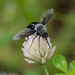 Bombomyia vertebralis - Photo (c) Miroslav Marić, some rights reserved (CC BY-NC), uploaded by Miroslav Marić