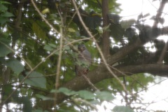 Kaupifalco monogrammicus