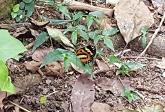 Placidina euryanassa