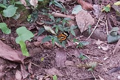 Placidina euryanassa