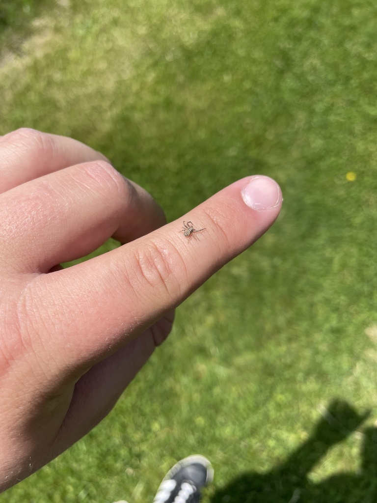 Crab spiders from homestead metro park hilliard oh us on may 21