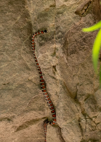 Arizona Mountain Kingsnake