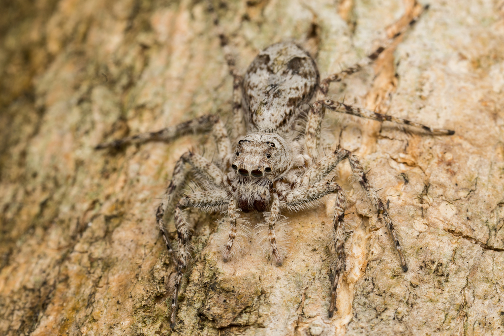 Phaeacius wanlessi