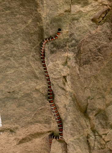 Arizona Mountain Kingsnake