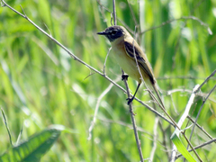 Polystictus pectoralis