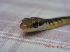 Dendrelaphis tristis