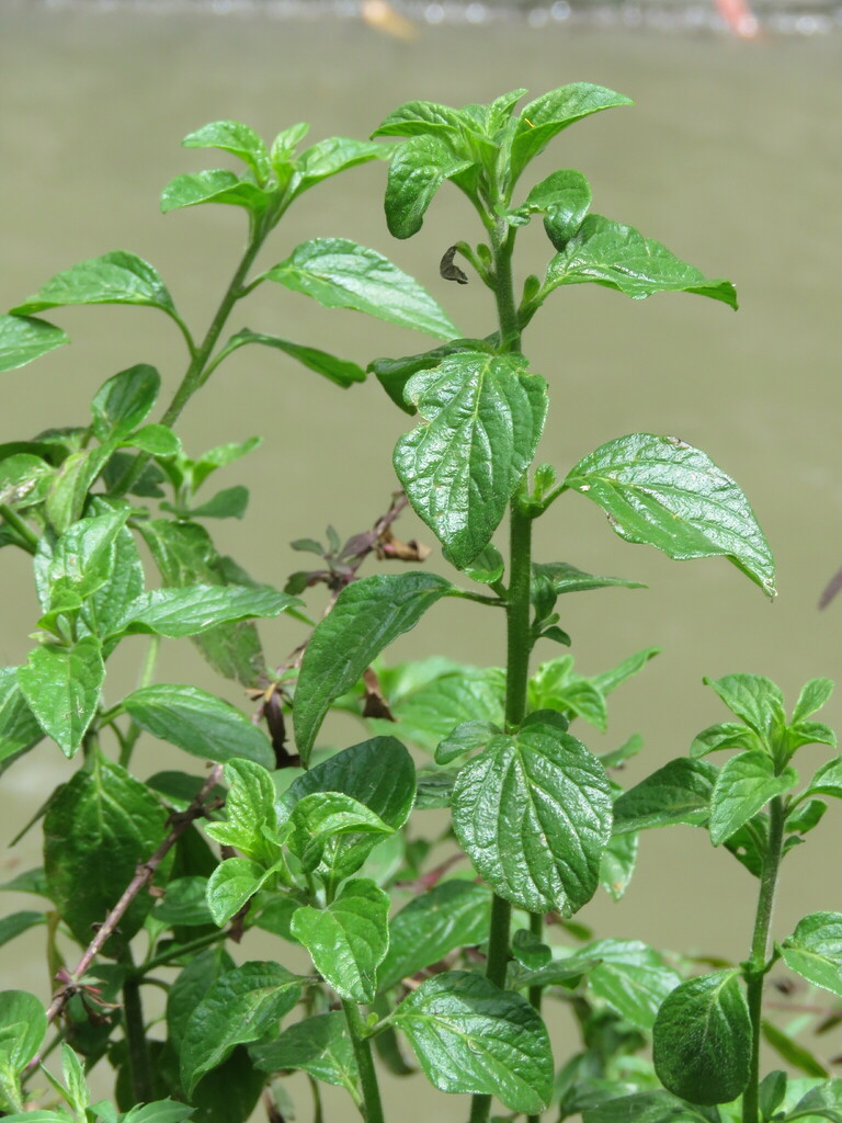 Streptosolen jamesonii, Antiguo Country, Chapinero, Bogotá, Bogota, Colombia
