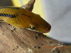 Coelognathus helena