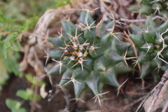 Mammillaria orcuttii