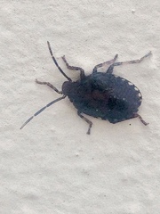 Heteroptera